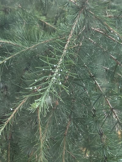 The image is a close-up, outdoor shot of evergreen branches, possibly from a pine or spruce tree, covered in small, white specks. These specks could be snow, frost, or possibly insects. The branches are densely packed, with numerous needles, and some larger, brown stems are visible. The lighting suggests it might be daytime, but the overall tone is muted, hinting at overcast conditions. There are no people or visible signs of human activity in the frame. The image does not provide enough information to determine a specific location within Širvintos, Lithuania.