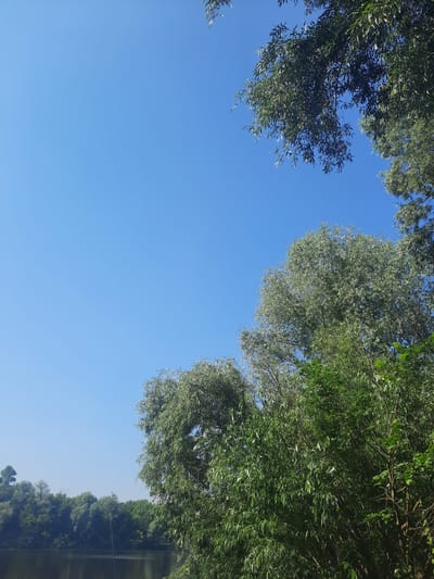 The image shows a clear blue sky over a body of water with a line of trees along the far bank. In the foreground, to the right, is a dense collection of green trees with long, slender leaves, some of which are silver-backed. The trees extend upwards into the sky, with their branches and foliage obscuring parts of the upper right corner. The water in the lower left is dark and reflects the sky and trees dimly. A thin, dark pole, possibly a fishing rod, is visible sticking out of the water near the center-left of the frame. The distant treeline appears to be comprised of a mix of deciduous trees with varied foliage. The scene depicts a natural, outdoor environment likely located in the city of Pukhivka, Ukraine, given the context of the prompt. There are no people or animals visible in the image.