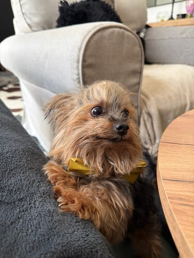 The image depicts a small, long-haired dog, identifiable as a Yorkshire Terrier or similar breed, positioned in the lower-center of an indoor setting within the city of Lozno, Bulgaria. The dog, predominantly brown and tan with darker accents in its fur, is wearing a mustard yellow bow tie around its neck. Its dark eyes are directed slightly towards the right of the frame, and its nose is black. The dog's front paws are visible, resting upon a textured, dark gray fabric, possibly a blanket or an article of clothing.
To the right of the dog, a curved, light-brown wooden surface, consistent with the edge of a table, occupies the rightmost portion of the frame. In the background, behind the dog, an upholstered piece of furniture, light beige or off-white in color, is visible on the left, with its armrest prominent. A dark, fuzzy object rests on this furniture piece in the upper-left background. To the right of the central dog and behind the wooden table, another upholstered furniture piece, appearing in a darker beige or brown tone, is present. The environment suggests a domestic living space, likely a living room or lounge area, with ambient lighting.