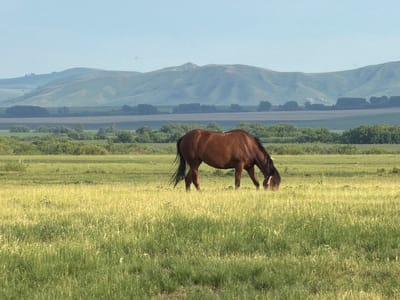 A brown horse grazes in a grassy field in the city of Zelenyi Dol, Russia. The horse is facing away from the camera, with its head down to eat. The field is covered in tall green grass, and in the background, there are rolling hills and a clear blue sky. The scene appears peaceful and serene.