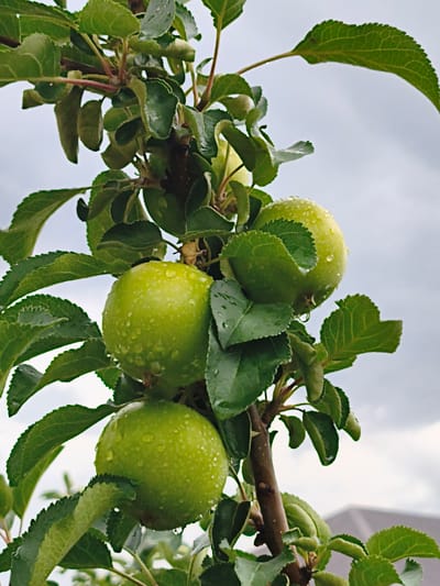 An apple tree branch with four green apples covered in water droplets hangs against a cloudy sky. The apples are a light green color and appear unripe. The leaves are a vibrant green and also appear wet. The tree branch is brown and thin. In the background, a blurry, gray roof is visible, suggesting a residential area. The image is taken from a low angle, looking up at the branch. The location is believed to be in the city of Қосшы, Kazakhstan.