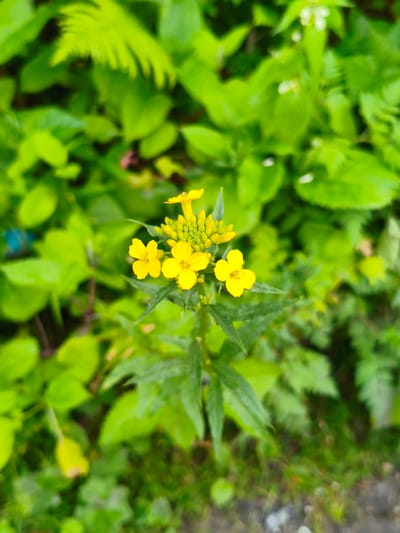 A close-up, eye-level shot focuses on a small cluster of bright yellow flowers with green foliage in the background. The flowers, which appear to be in bloom, have four petals each and are arranged on a thin stem. Some unopened buds are also visible at the top of the stem. The surrounding leaves are a vibrant green, some are broad and lush, while others are more feathery. The background is softly blurred, suggesting a shallow depth of field, which helps the yellow flowers stand out. The lighting appears natural, possibly indicating daytime. There are no people, text, or specific location cues within the image itself. The overall impression is one of nature's simple beauty.