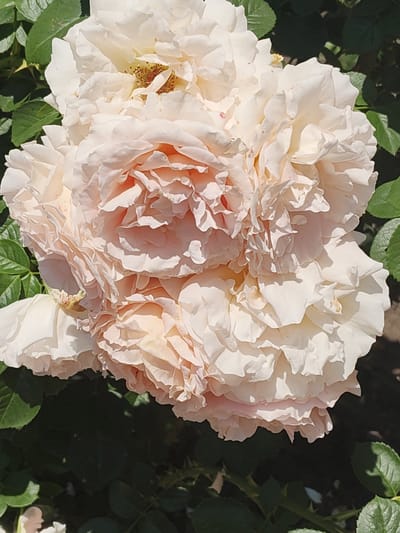 The image displays a close-up, high-angle shot of a large, multi-petaled rose in full bloom. The rose is a pale pink to cream color with delicate, ruffled petals that overlap and curl inwards, creating a dense and voluminous appearance. The center of the rose shows hints of yellow stamens. Surrounding the rose are dark green leaves, some of which are in sharp focus while others are blurred, suggesting a shallow depth of field. Sunlight illuminates the rose, casting shadows and highlighting the textures of the petals. The background consists of more out-of-focus greenery and dark shadows, indicating an outdoor setting. The image was captured in Recea, Moldova.