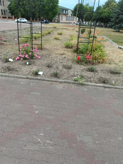 The image shows an outdoor scene with a garden area and a paved walkway. In the garden, there are several flower beds with blooming flowers, including orange lilies and pink roses. Some of these flower beds are bordered by black metal trellises, suggesting they are intended for climbing plants. The ground in the garden area appears to be a mix of soil and dry grass. In the background, there are buildings, trees, and a few vehicles, including a black car and a white van. The walkway is made of interlocking paving stones, with a mix of gray and reddish-brown colors. The scene appears to be set during the daytime, with natural lighting. There are no people clearly visible in the image, but the presence of buildings and vehicles suggests a developed area. The overall impression is of a well-maintained public space or park. There are some small white tags placed in the soil of the flower beds, which might be plant markers.