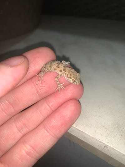 A small, tan gecko with darker speckles is perched on a person's fingers. The gecko is curled, with its head turned towards the viewer. Its eyes are visible, and its tiny toes are spread out. The fingers are light-skinned and appear to be resting on a textured, pale surface that might be a wall or furniture. The background is dark and out of focus, with a hint of lighter gray on the right side. The lighting is dim, suggesting it might be indoors or at dusk. The scene is likely in Surakhany Raion, Azerbaijan, based on the provided location context. There is no visible text in the image.