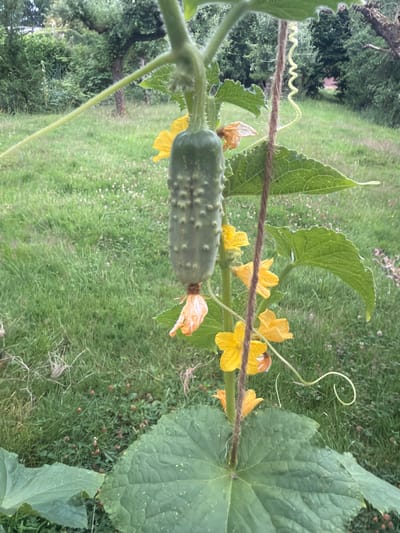This is a close-up, eye-level shot of a young cucumber plant growing in a garden. The focus is on a single, green cucumber with bumpy skin, hanging from a vine. Surrounding the cucumber are several yellow cucumber flowers, some fully bloomed and others in various stages of wilting or opening. A thick, brown twine runs vertically through the frame, appearing to support the plant. Large, green leaves are visible, one prominently in the foreground with a serrated edge. The background consists of lush green grass, dotted with small white and pink wildflowers, suggesting a naturalistic setting within a rural area. In the further distance, trees and shrubs are visible, indicating a wooded or overgrown area. The lighting is natural, suggesting an overcast or diffused daylight. The overall impression is one of a healthy, growing plant in a garden environment, likely in Drochtersen, Germany, a town known for its rural landscapes and agricultural areas.