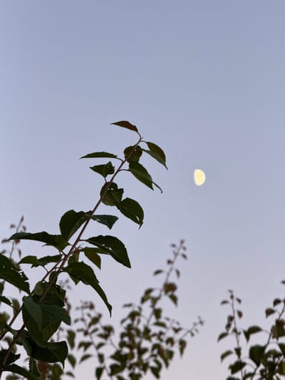 This is a low-angle shot looking up at a pale sky, likely taken in the evening or early morning given the diffuse light and the presence of the moon. The main subjects are branches and leaves of a tree, silhouetted against the sky. A crescent moon is visible in the upper left quadrant of the image, appearing as a soft, yellowish-white sliver. The foreground features a branch with dark green leaves, some of which are sharply in focus and show intricate details like serrated edges and visible veins. In the background, other branches and leaves are present but appear out of focus, creating a sense of depth. The sky is a uniform pale blue-gray, with no clouds visible. The scene evokes a quiet and serene atmosphere. There is no visible text in the image. The location context is Ivatsevichy, Belarus.