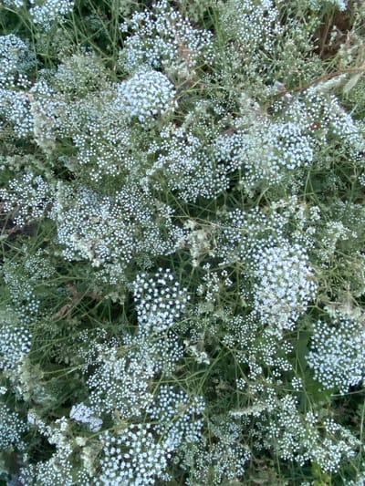 The image is a close-up, overhead shot of a dense cluster of small, white flowers with thin green stems and foliage. The flowers are tiny and appear in umbels, resembling baby's breath. The lighting is soft, suggesting natural daylight. The background is a blur of green and some darker, out-of-focus areas, indicating a natural outdoor environment. There are no people, animals, or man-made objects visible in the frame. The overall impression is of an overgrown patch of flowering plants. The location is specified as Horodca, Moldova, suggesting this is a scene from a garden, park, or natural area in that region.