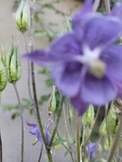 A close-up, blurred shot of columbine flowers and buds against a textured wall. The dominant subject is a large, out-of-focus purple columbine flower in the foreground, with several green, fuzzy buds to its left and right, also slightly blurred. The stems are thin and purplish. The background is a muted, greyish wall, likely part of a building in Novoselivka, Ukraine. The lighting is soft, indicating it might be a cloudy day or the photograph was taken in shade. No people are visible.