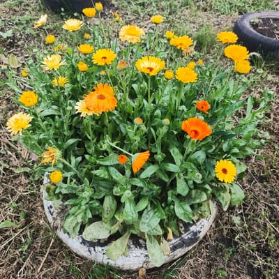 In Podlubovo, Russia, a close-up, eye-level shot showcases a vibrant display of calendula flowers blooming in an old tire planter. The planter, made from a weathered white and black tire, sits on dry, sparse ground with some patchy grass and dry leaves. The calendula flowers are predominantly orange and yellow, with some buds yet to open. Their green foliage is lush and dense, creating a full bouquet within the tire. In the background, out of focus, is a dark object that appears to be another tire, and more dry ground with sparse vegetation. The lighting suggests it is daytime, with soft natural light illuminating the flowers. There are no people or animals visible in the scene.