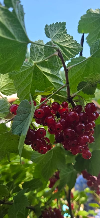 This media file is a close-up, outdoor photograph of a branch of red currants. The red currants are the main subject, appearing as clusters of small, round, deep red berries. They are ripening on the branch, surrounded by vibrant green leaves. The leaves are lobed and have serrated edges, characteristic of a currant bush.
The scene is set against a clear blue sky, suggesting it is daytime and the weather is fair. The lighting indicates it's likely sunny, with highlights on the berries and some dappled light on the leaves. The photograph has a shallow depth of field, with the red currants and nearby leaves in sharp focus, while the background is blurred, creating a sense of depth and isolating the subject.
The setting appears to be a garden or natural environment where a currant bush would grow. Given the location context of Manderbach, Germany, this could be a summer scene. There are no people or text visible in the image. The focus on the fresh, ripe berries evokes a sense of nature's bounty and the peak of the growing season.