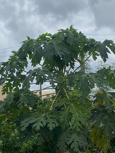 A full-frame, eye-level shot captures a mature papaya tree laden with small, green fruits under a cloudy sky in Okha, Nigeria. The tree's large, deep green, palmately lobed leaves dominate the foreground, with some leaves showing signs of minor damage. Branches extend outwards, showcasing clusters of developing papayas near the center of the image. In the background, indistinct structures and utility lines are visible through the foliage. The overall lighting suggests an overcast day.