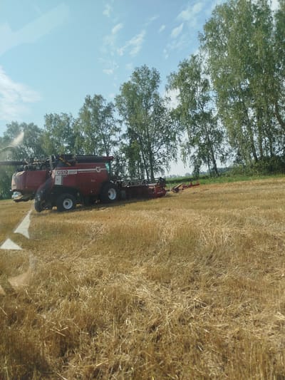 In the city of Урожайный, Russia, on a clear day, a red combine harvester, identified as a GS12 БРЯНСКСЕЛЬМАШ, is positioned in a field of harvested wheat. The field is covered with straw stubble. Behind the combine, a line of tall, leafy trees, likely birch trees, forms a natural border against the bright blue sky, which has a few wispy clouds. The scene suggests agricultural activity, likely in progress or recently completed, under bright daylight conditions. The view appears to be from within a vehicle, indicated by a faint reflection on the left side of the image.