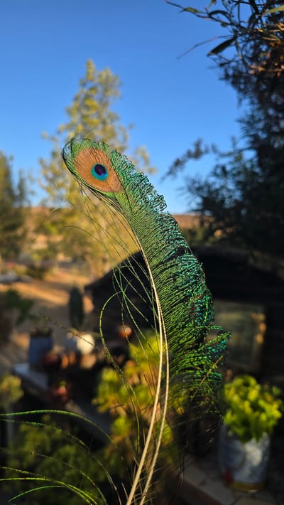 A single peacock feather, with its characteristic eye pattern of brown, blue, and green, is the central subject of this close-up photograph. The feather curves dramatically, with the iridescence of its green barbs catching the light. Long, delicate wisps extend from the main shaft of the feather, creating a wispy, ethereal quality. The background is softly blurred, suggesting an outdoor environment. In the mid-ground, a small, dark, rustic structure, possibly a shed or a small building, is visible. Surrounding this structure are various plants, some appearing lush and green, others with a more golden hue, bathed in the warm light of what appears to be late afternoon or early morning. The sky above is a clear, bright blue. The overall scene suggests a tranquil, natural setting, possibly a garden or backyard. There are no people or animals visible in the frame. The location is identified as Tierra Santa, Mexico.