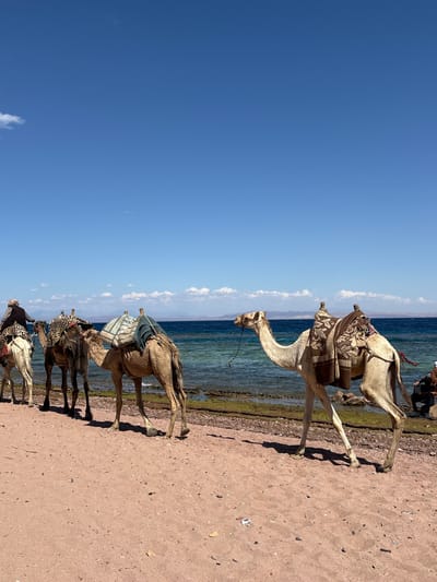 The image shows a line of camels standing on a sandy beach next to the Red Sea in Dahab, Egypt. The sky is clear blue. The camels are saddled and ready for riding. The camels and sea are lined with a layer of rocks with algae. The image is oriented with the sky and sea on the left and the ground on the right.