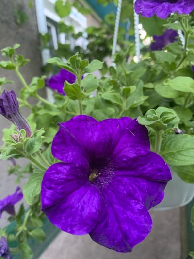 The image shows a close-up view of a vibrant purple petunia flower in full bloom. The flower has five distinct petals with a slightly ruffled edge, and a darker, almost black center. The petals are a deep, rich purple with subtle variations in tone and texture, and a few white specks are visible on their surface. Surrounding the flower are lush green leaves, some of which are unfurling or in bud form, adding to the fullness of the plant. A single purple petunia bud, still closed, is visible to the left of the main flower, its elongated shape contrasting with the open bloom. The background is softly blurred, suggesting an outdoor setting with a hint of a building and other foliage. The overall impression is one of natural beauty and growth. The scene is not in the city of Lisove, Ukraine, as there are no identifiable landmarks or contextual clues to suggest this location.