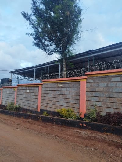The image shows a tall, slender tree with dense green foliage, situated in front of a tall, gray concrete wall topped with a metal roof and razor wire. There are three sections of the wall, with small orange and yellow signs on each section, reading "NO POSTERS". The wall is made of gray concrete blocks with horizontal rows of red mortar. The wall is about 10 feet high and the tree is about 15 feet tall. There is a small patch of grass and some shrubs in front of the wall, and a dirt road in the foreground. The road is dusty and rough, and there is a black concrete curb along the side of the road. The image was taken in the town of Othaya, Kenya, at the coordinates -0.44 latitude and 36.959 longitude. The scene is overcast and there is a large blue water tank behind the wall, and the top of the roof,  in the background.