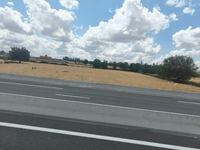 The image depicts a highway scene with a field and a building in the background. The highway has multiple lanes and concrete barriers. The field is dry and yellow, with several sheep grazing. There is a large tree on the left and a row of trees in the distance. A building with a red roof is visible in the background. The sky is blue with fluffy white clouds. The image appears to have been taken from a moving vehicle.