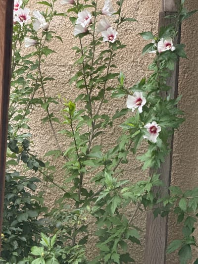 The image shows a close-up view of a bush with white hibiscus flowers with red centers. The bush is growing against a textured, beige wall. A weathered wooden post is visible on the right side of the frame, partially obscuring the wall and the plant. The lighting suggests it is daytime. The scene is outdoors, with the natural setting implying it could be a garden or yard. There are no people or animals visible in the image. The image was taken in Aragvispiri, Georgia.