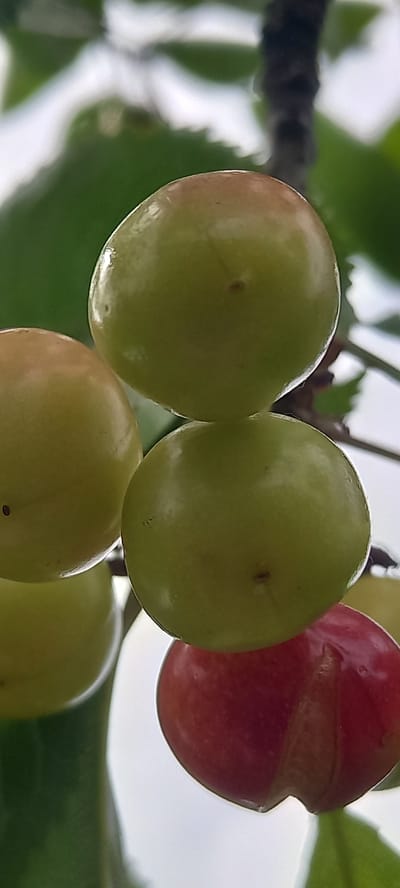 This close-up image features a cluster of cherries growing on a tree branch. The main subjects are several round cherries, predominantly light green, indicating they are in an unripe stage of development. One cherry on the far right stands out with a vibrant red color, signifying ripeness, and displays a visible split or crack on its skin. The cherries exhibit a slight reflective sheen on their surfaces.
The background consists of blurred elements, including dark, out-of-focus branches and soft green foliage, suggesting an outdoor natural setting. The bright and clear illumination points to a daytime scene. No specific activity or event is depicted beyond the natural growth of the fruit on the tree. There are no people visible, nor any discernible text in the image. The setting is a cherry tree located in Zolota Poliana, Ukraine.