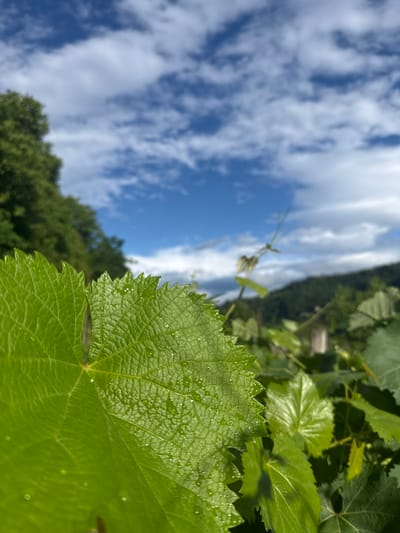 This is a close-up, vertically oriented photograph of lush green grape leaves, likely in a vineyard. The foreground is dominated by a large, detailed grape leaf glistening with water droplets, suggesting recent rain or dew. Its serrated edges are clearly visible. Behind this leaf, other green leaves and parts of the vine are blurred, creating a shallow depth of field that emphasizes the foreground subject.

In the background, a bright blue sky with scattered white clouds occupies the upper portion of the frame, with the horizon line blurred and tilted. Below the sky and stretching into the distance, a dense, green forest covers a hillside. The overall impression is one of nature and growth, with a focus on the natural beauty of the vineyard and the elements. The lighting suggests it is daytime, possibly morning or afternoon, with bright sunlight illuminating the scene. The presence of water droplets on the leaf adds a fresh, natural feel. The location context of Khvanchkara, Georgia, is known for its vineyards and winemaking, further reinforcing the subject matter. There is no visible text in the image.