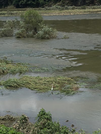 An overhead, medium shot captures a wide, muddy river in Seo-myeon, South Korea. The river's current is visible as it flows past islands of vegetation. On one of these islands, a solitary white bird stands in the shallow water. The bird is facing to the left and appears to be looking down into the water. The surrounding environment is lush with greenery, with trees and bushes lining the banks of the river and growing on the small islands within it. The sky above is overcast, casting a muted light on the scene.