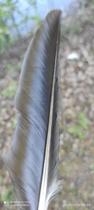 A close-up, side-view photograph shows a single dark feather with a prominent central shaft. The feather is oriented vertically and is in sharp focus. The background is blurred, consisting of green foliage and a body of water, suggesting an outdoor natural setting. A timestamp in the bottom right corner reads "2026/6/30 20:34". Text in the bottom left corner, likely a camera watermark, states "REDMI NOTE 9 PRO AI QUAD CAMERA". There are no people or observable actions in the image. The location is unknown.