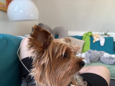 The image portrays an indoor domestic scene located in Gronau, Germany. In the foreground, a Yorkshire Terrier dog is depicted in profile, facing right, with its tan and darker-toned fur visible. Its right ear is erect, and its right eye and snout are distinctly visible. The dog is positioned over the upper thigh of an individual, who is partially visible wearing black shorts. The background features a light-colored wall, with a white, semi-spherical ceiling lamp partially visible in the upper left. To the right, a piece of furniture, consistent with a sofa or bed upholstered in teal fabric, holds several items: a light-colored cushion, a folded green garment, a small light-colored item on a miniature hanger, a grey textile item, and a small potted plant on the far right.