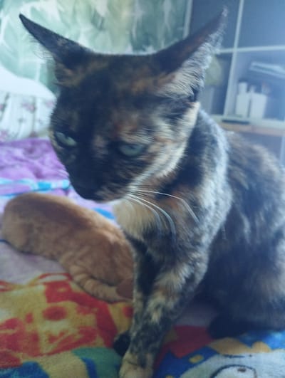 This is a medium-shot, eye-level photograph of two cats. The foreground features a tortoiseshell cat with bright green eyes and prominent white whiskers, looking intently to the left. The cat has black, brown, and orange patches of fur. Behind and to the left of the tortoiseshell cat is a ginger cat, curled up and sleeping, with its head resting on its paws. Both cats are lying on a colorful blanket with a pattern of yellow, red, and blue shapes. The background is blurred, showing what appears to be a bed with a patterned headboard and shelves. The lighting suggests it is daytime, possibly indoors in a home environment. There is no visible text in the image.