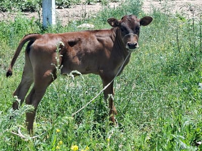 A young, brown calf stands in a field of tall green grass and weeds under a bright sky, suggesting midday. The calf has a rope tied around its neck, running to the right, and it faces the camera with a curious expression. The background shows a dirt path or field with a tall, light-colored post or structure, possibly a fence post or utility pole, and more vegetation. The overall scene is rural and appears to be a natural pasture or undeveloped area. The weather seems to be sunny and warm, typical for an outdoor scene in a grassy field during the day. There are small yellow flowers scattered in the grass.