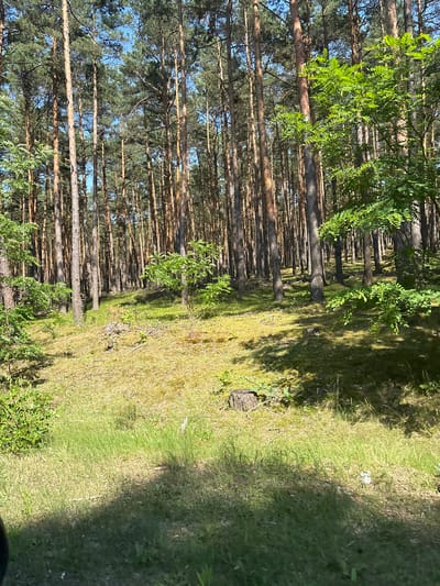 The image depicts a sun-dappled pine forest, characteristic of the Kobyla Góra area in Poland. The tall, slender pine trees dominate the scene, with their rough, reddish-brown bark and dense green needles. The forest floor is a mosaic of dry pine needles, patches of moss, and sparse green grass, indicative of a dry summer day. Sunlight filters through the canopy, casting long, shifting shadows across the uneven terrain. Small, bright green saplings and bushes are scattered throughout the undergrowth, adding touches of vibrant color. The overall impression is one of a natural, somewhat wild, forest environment.