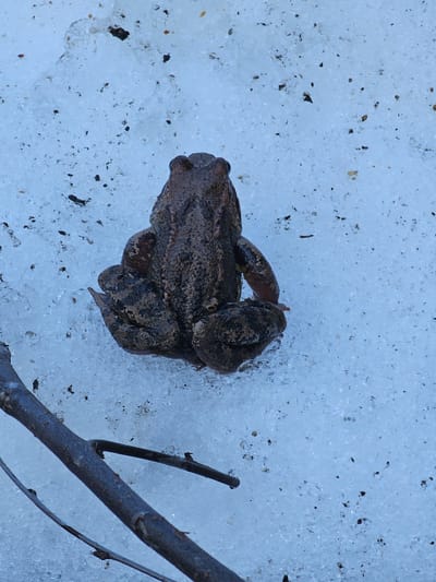 The image shows a brown frog on a surface covered in ice, likely in Березка Снт (красногорский Р-н), Russia. The frog is positioned near a small branch. The ice surface has scattered debris and appears partially melted.