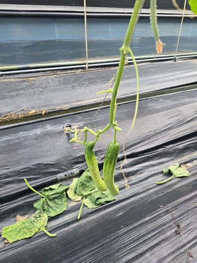 In Gumi-si, South Korea, a cucumber plant with two immature cucumbers is shown growing in a greenhouse. The plant is supported by a thin wire, and its tendrils curl around it. The ground is covered with black plastic sheeting, and some dried leaves are scattered on the sheeting. The background features a blurred blue surface, possibly a greenhouse wall or another structure.