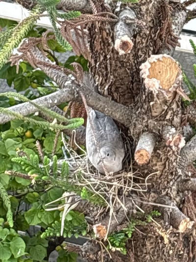 The media file shows a close-up, top-down view of a small, gray bird nestled in a nest within the branches of a tree. The bird is the primary subject, with its head turned slightly to the right, revealing a dark eye. The nest is constructed from twigs and dried grass. The tree branches are rough and textured, with several cut sections visible, exposing the woody interior. Some green foliage and smaller plants are interspersed around the nest and branches. The overall scene suggests a natural outdoor environment. The lighting appears to be natural daylight, though the time of day and weather are not explicitly determinable. No people or text are visible in the image. The location context is Ilion, Greece.