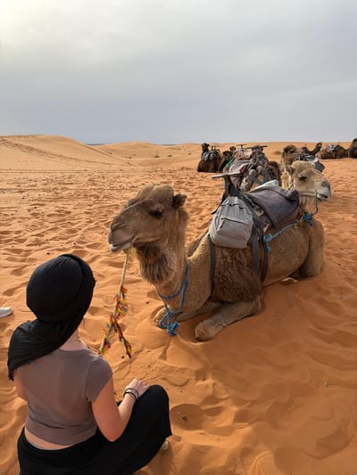 A person, seen from the top-down perspective, wearing a gray shirt, black pants, and a black headscarf, kneels on the sand. To their left, a camel lies on the sand with its head facing the viewer. The camel is equipped with a saddle and bags. A colorful rope is attached to the camel's mouth. In the background, a row of camels is visible, also with saddles and bags. The scene appears to be set in a desert environment, given the presence of sand dunes. This suggests a location near or within the Sahara Desert, potentially near Rissani, Morocco.
