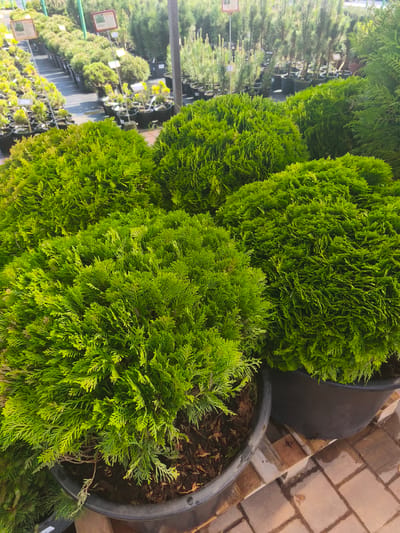 The image shows a selection of globe-shaped, green arborvitae bushes in black plastic pots. They are arranged closely together on a brick-paved area. In the background, more potted plants of varying sizes and types are visible, along with metal signs. The scene appears to be a plant nursery or garden center in Zimnyaya Gorka, Russia.