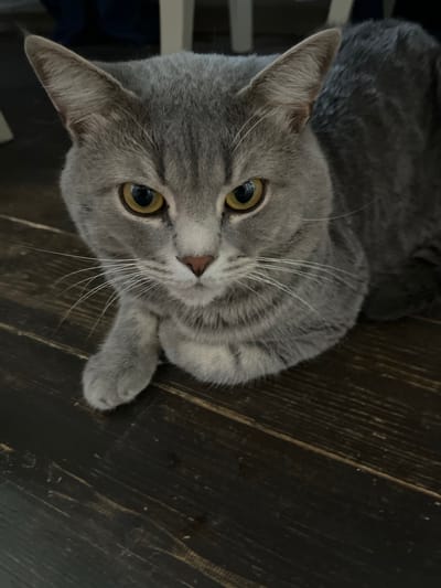 A close-up, eye-level shot shows a grey cat with yellow eyes lying on a dark wooden floor. The cat is facing the camera, with its head tilted slightly. Its left paw is extended forward. The background is blurred and appears to be indoors, with hints of furniture and possibly other people or pets. The image does not contain any information that can be used to determine its location in Otyakovo, Russia.