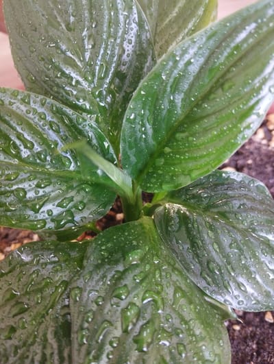 The image shows a close-up view of a plant with large, dark green leaves covered in water droplets. The leaves have prominent veins and a glossy texture, suggesting they have recently been watered or misted. The plant is potted in dark soil, with some small pebbles visible. The background is out of focus, but appears to be a neutral indoor setting. The image does not depict any specific location in the city of Zarafshan, Uzbekistan, nor does it show any people or actions.