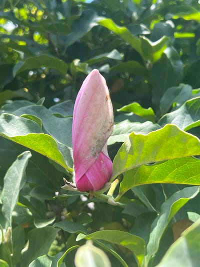 A close-up, vertical shot focuses on a single, large pink magnolia bud among lush green leaves. The bud, oriented horizontally across the frame, is predominantly a soft pink with hints of a lighter shade at its tip and a darker, vibrant pink peeking out from its base. Some subtle brown, textured markings are visible on the outer surface of the bud. The surrounding leaves are a deep green, with some lighter, almost yellow-green leaves catching the sunlight, creating a contrast and highlighting the texture of the leaf veins. The background is a blur of more green foliage, suggesting a dense canopy or garden setting. The lighting indicates it's daytime, with the sun casting bright highlights and creating dappled shadows amongst the leaves. The image conveys a sense of natural beauty and the anticipation of the flower's bloom. No people, text, or specific events are depicted. The context provided places the scene in Columbia, United States of America.