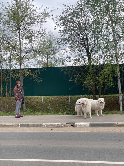 The image depicts a street scene with a man walking two large, white dogs on a leash along a sidewalk. The sidewalk is adjacent to a road. A green fence is visible in the background, along with trees. The man is wearing a camouflage jacket, gray pants, a hat, and red sneakers. The location is Хлябово, Russia.