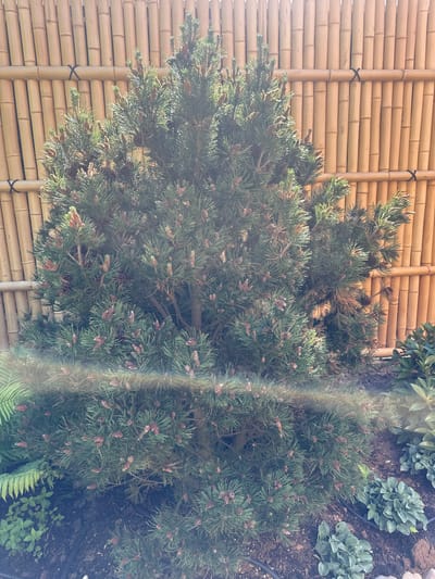 A coniferous tree with green needles and small cones is situated in front of a bamboo fence. The tree is dense and appears to be in a garden setting. The ground beneath the tree is covered with dark soil and some small green plants. There is a visible rainbow-like light flare across the lower portion of the image, obscuring some details of the plants and ground. The bamboo fence is composed of vertical, light-colored stalks tied together with dark string. The image is taken outdoors during daylight.