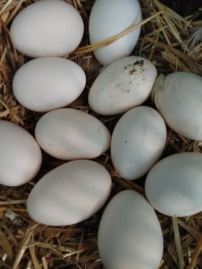 A close-up, overhead shot shows a nest filled with eleven white eggs, nestled in dry hay. The eggs vary slightly in size and shape, with some appearing perfectly smooth and others showing faint speckles or blemishes. The hay is dry and golden brown, with some individual strands visible. The lighting is natural and casts subtle shadows, highlighting the textured surface of the hay and the smooth curves of the eggs. The image appears to have been taken indoors or in a sheltered outdoor location, given the focus and clarity. There are no people or animals visible in the image. The location in Ceadîr-Lunga, Moldova, is not visually discernible from the image itself.