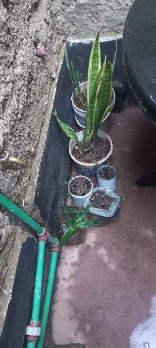 The image displays an outdoor utility area in Huruma ward, Kenya, featuring a collection of potted plants adjacent to a concrete wall and water infrastructure. On the left, a brass water tap is mounted on a rough, unpainted concrete wall. Below the tap, two green PVC pipes with red and white fittings extend downwards, indicating a water supply line. Along the base of the wall, a darker, likely painted, concrete section is visible.

Arranged on a light brown concrete ground surface, which appears damp in areas, are several plants in various containers. From left to right, a small aloe vera plant is situated in a dark cylindrical pot. Next to it, two repurposed metal cans, possibly tin cans, contain small plants or soil. A clear plastic bag filled with dark soil is also on the ground. Behind these smaller containers, a brown plastic pot holds a smaller Sansevieria (snake plant). Further back and to the right, a larger Sansevieria plant with prominent green and yellow variegation is potted in a white plastic bucket. Partially visible on the far right is a large, black, cylindrical object, likely a water storage tank or drum. No individuals are present in the scene.