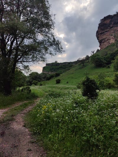 The image depicts a natural landscape with a dirt path leading through a grassy field dotted with white wildflowers. A large tree stands on the left, its branches extending towards a cloudy sky. In the background, a steep, rocky incline rises, covered in green vegetation. The light suggests it is either early morning or late afternoon. There are no people or man-made structures visible in the image, indicating a rural or undeveloped area. The location is identified as being within the city of Zelenogorskii, Russia.