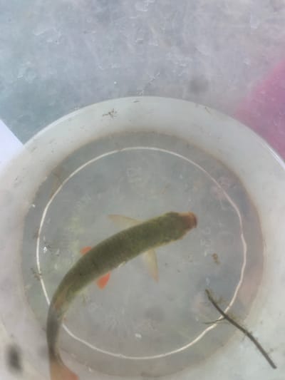 The media file shows a top-down view of a single fish swimming in a clear plastic container filled with water. The fish is elongated with a greenish-brown body and orange fins. A dark, thin twig with some organic matter attached floats in the water near the fish. The plastic container has some scuff marks and faint text, including what appears to be "MW.erhe" and "233" embossed on its surface, suggesting it might be a commercially produced item. The background is blurred and shows a mix of light gray and pink, indicating an artificial light source and possibly a colored surface beyond the container. The overall scene is simple and focuses on the fish within its immediate environment. There are no people or specific weather conditions visible. The location context provided is Kosy, Ukraine, but this information cannot be independently verified from the visual content of the image.