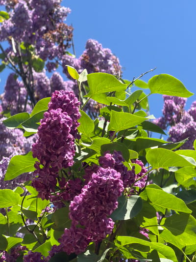 The image captures a cluster of purple lilac flowers in full bloom against a clear blue sky. Green leaves surround the flower clusters, creating a vibrant contrast. The location is suggested as Novogortsi, Bulgaria.