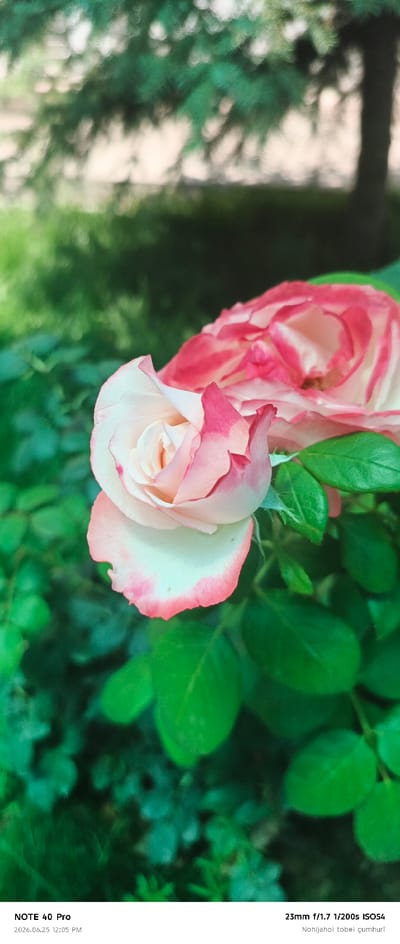 This is a close-up photograph of two pink and white roses with green foliage in the background. The roses are in focus, with soft lighting highlighting their delicate petals. The foreground features the intricate details of the rose petals, while the background is softly blurred, creating a sense of depth. The setting appears to be a garden or park with lush green leaves. The time of day is indicated by the text at the bottom of the image as 12:05 PM on June 25, 2026. The image also includes technical photography details: 23mm lens, f/1.7 aperture, 1/200s shutter speed, and ISO 54. Text in Turkish can be seen at the bottom right corner, likely a location or caption. The overall mood of the image is serene and natural.