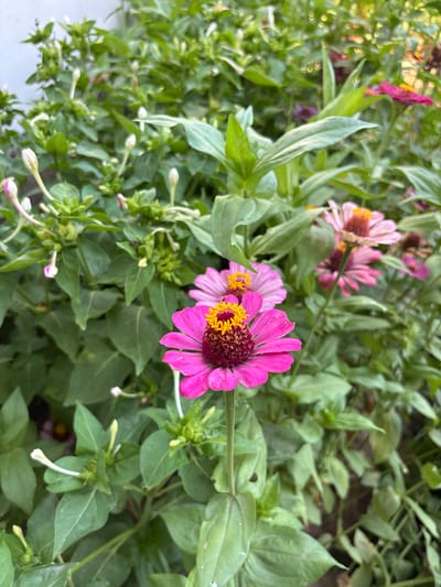 This is a close-up, eye-level shot of pink Zinnias and some unopened buds in a garden setting. The foreground is dominated by a bright pink Zinnia with a yellow center, slightly to the right of the frame's center. To its left and slightly behind it is another pink Zinnia, and further back and to the right are more pink and purplish Zinnias, some in focus and some blurred. The background is filled with lush green foliage, suggesting a dense planting. There are numerous small, white, tubular buds with pink tips scattered throughout the green leaves. The lighting appears to be natural daylight, creating soft shadows. The overall impression is one of a vibrant, blooming garden. The provided information about the location, Жібек жолы ауылдық округі, Kazakhstan, is not visually discernible from the image itself, as there are no man-made structures or specific geographical features that can identify this particular location within Kazakhstan.