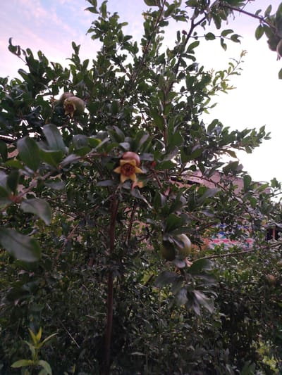A pomegranate tree is in bloom and bearing fruit. The tree is full of lush green leaves and branches, with several small, green pomegranates visible. One pomegranate in the foreground has a distinct star-shaped flower remnant at its tip. The sky above is a pale, hazy pink and blue, suggesting either dawn or dusk. The background shows hints of buildings and colorful decorations, possibly a wall or fence, indicating a populated or cultivated area. The overall scene is natural and serene, with a focus on the developing fruit and the foliage of the tree. The time of day is likely early morning or late evening due to the soft, diffused light and the colors of the sky. There is no visible text in the image.
