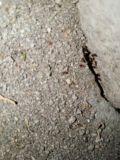 The image depicts a close-up, ground-level view of a textured surface in the city of Kabal, Pakistan. The primary subject is a section of mixed gravel and dirt, characterized by numerous small, irregular gray and brown pebbles interspersed with finer dark soil. A prominent, dark, linear crack extends diagonally from the upper right quadrant towards the lower central right, bisecting the rough terrain and leading to a smoother, lighter gray surface, likely a concrete or stone slab.
A visible trail of small, dark reddish-brown ants is present, concentrated primarily within and along the immediate edges of this crack, suggesting their movement or a nesting site. Several ants are individually discernible, indicating active foraging or transit. Scattered across the gravelly ground are small pieces of organic debris, including dried, light brown leaf fragments and occasional small, vibrant green plant detritus. The overall focus of the image is soft, rendering fine details blurry. No human subjects or their direct interactions are present. The environment appears to be an outdoor, unkempt or natural ground surface.
